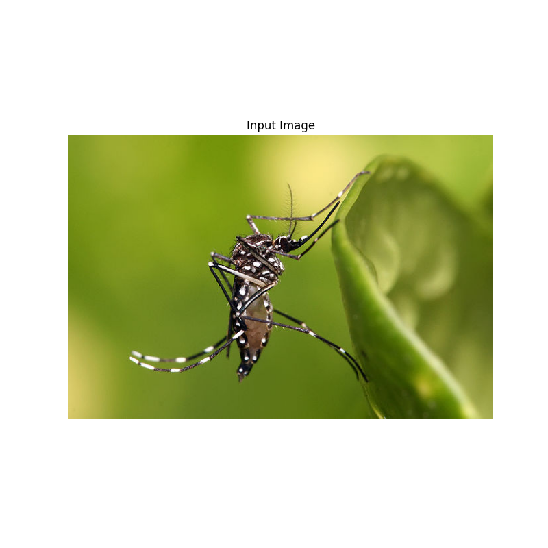 Input Image