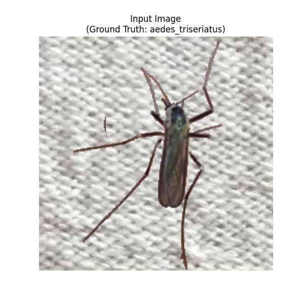 Input Image (Ground Truth: aedes_triseriatus)