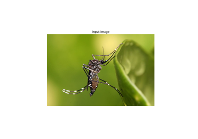 Classifying Mosquito Species