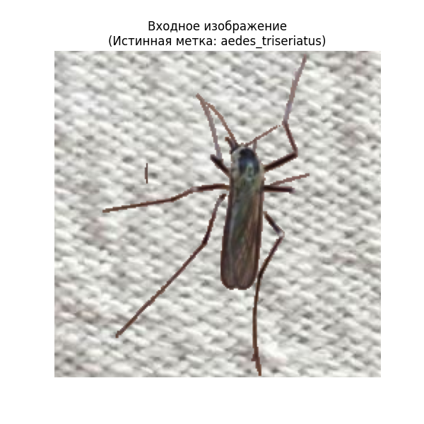 Входное изображение (Истинная метка: aedes_triseriatus)